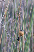 Brown-backed Chat-Tyrant