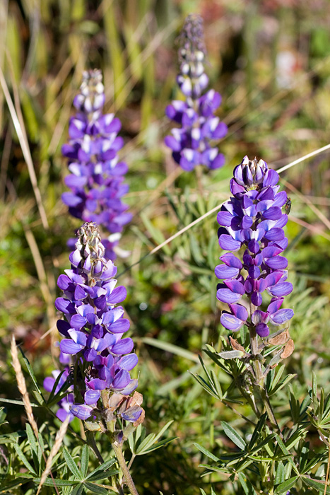 [Lupine]