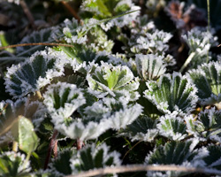 Frost