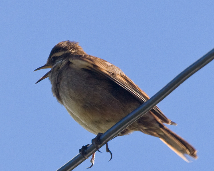 [Chestnut-winged Cinclodes]