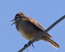 Chestnut-winged Cinclodes