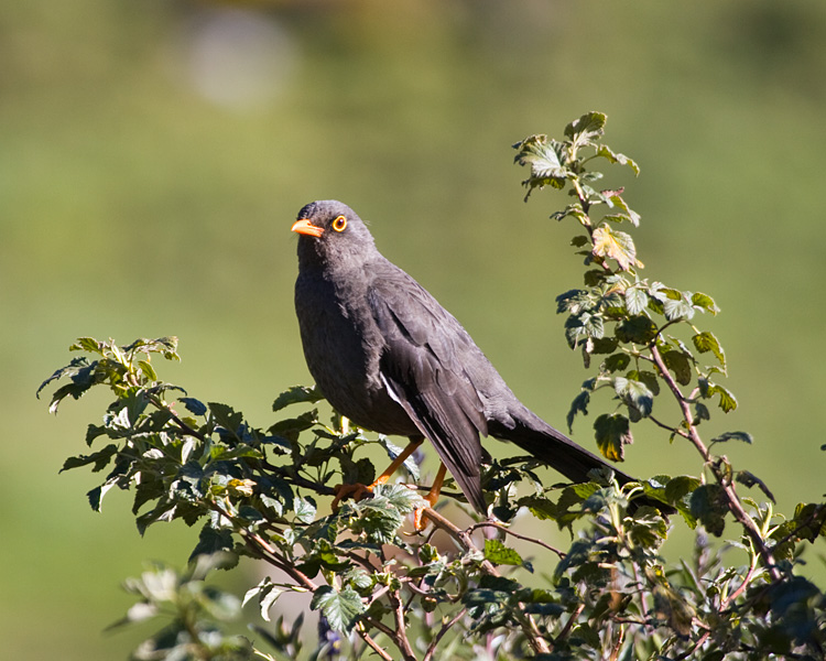 [Great Thrush]