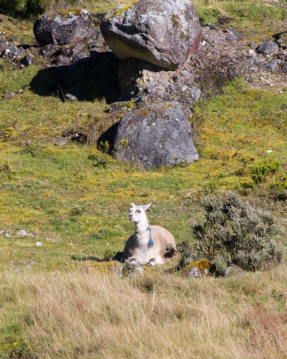 [Llama]