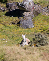 Llama