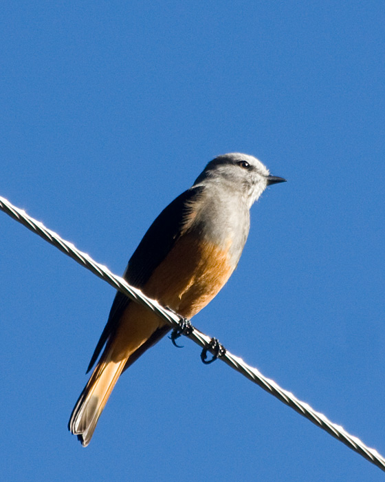 [Red-rumped Bush-Tyrant]