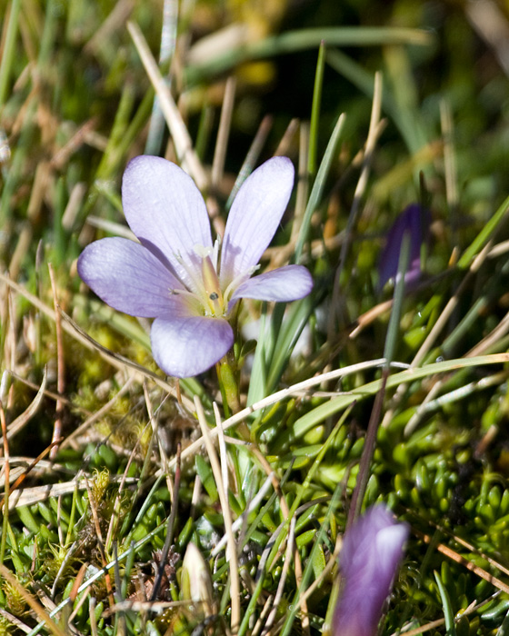 [Wildflower]