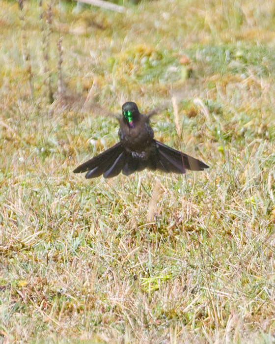 [Blue-mantled Thornbill]