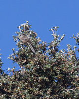 Andean Tit-Spinetail