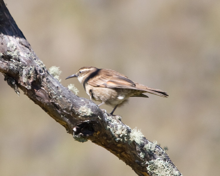 [Stout-billed Cinclodes]