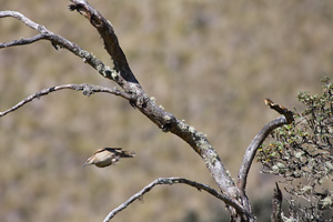 Stout-billed Cinclodes