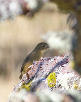 Tawny Antpitta