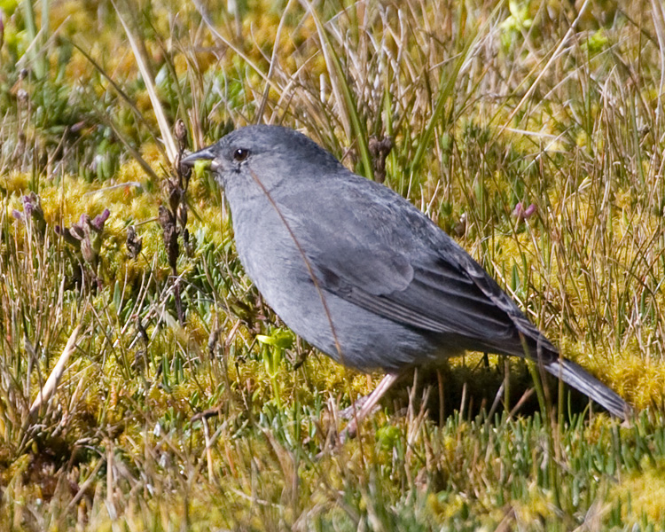 [Plumbeous Sierra-Finch]