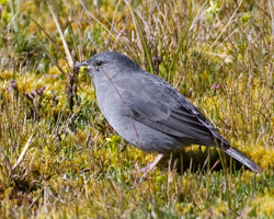 Plumbeous Sierra-Finch