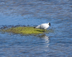 Andean Gull