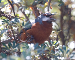 Giant Conebill