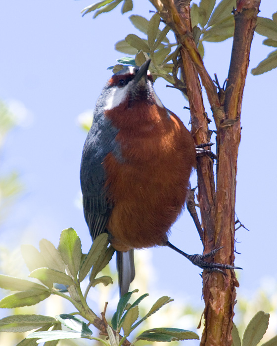 [Giant Conebill]