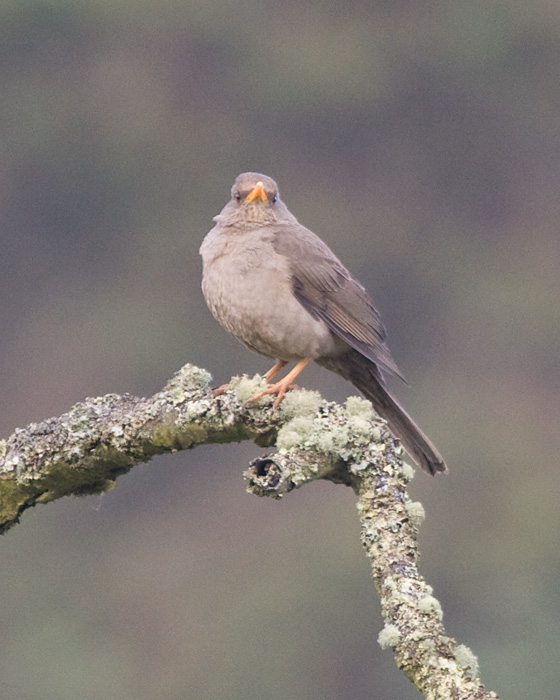 [Chiguanco Thrush]