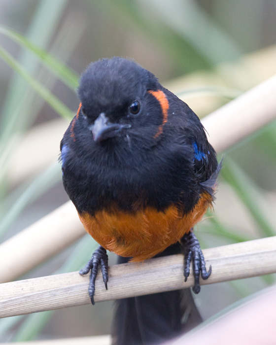 [Scarlet-bellied Mountain-Tanager]