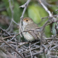 Tawny-crowned Pygmy-Tyrant