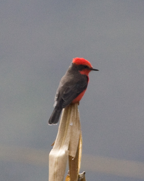 [Vermilion Flycatcher]