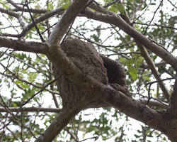 Hornero Nest