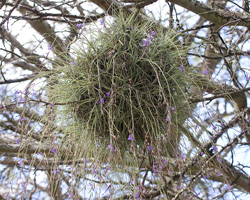 Tillandsia