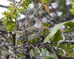 Southern Beardless-Tyrannulet