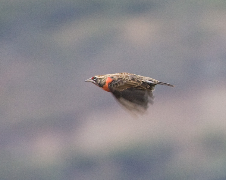 [Peruvian Meadowlark]