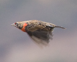 Peruvian Meadowlark