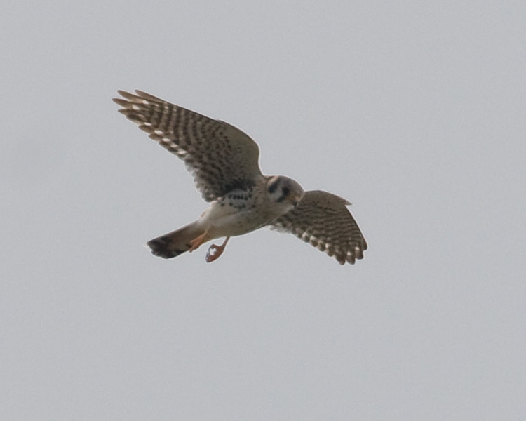 [American Kestrel]