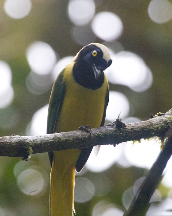 [Inca (Green) Jay]