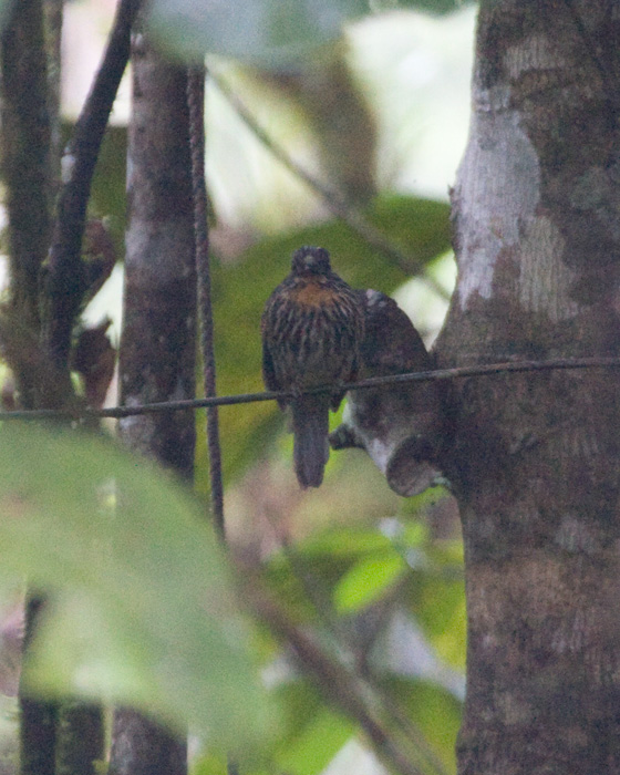 [Black-streaked Puffbird]