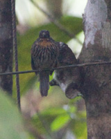 Black-streaked Puffbird