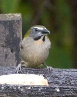 Buff-throated Saltator