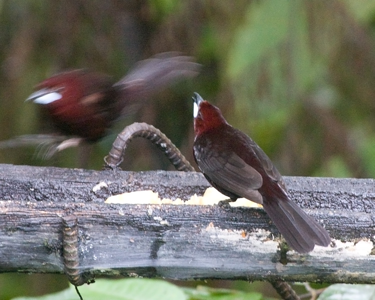 [Silver-beaked Tanagers]