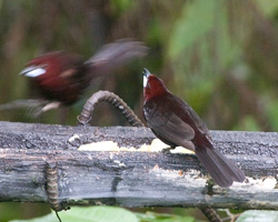 Silver-beaked Tanagers