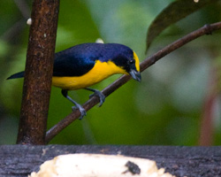 Thick-billed Euphonia