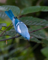 Blue-gray Tanager