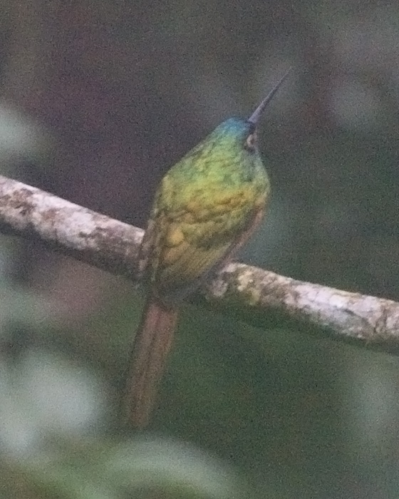 [Coppery-chested Jacamar]