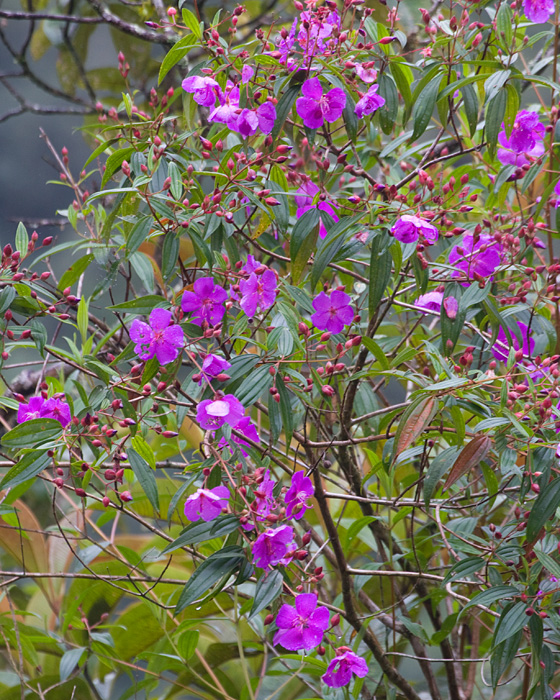 [Melastome with Purple Flowers]