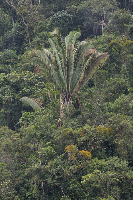 [Palm Tree]