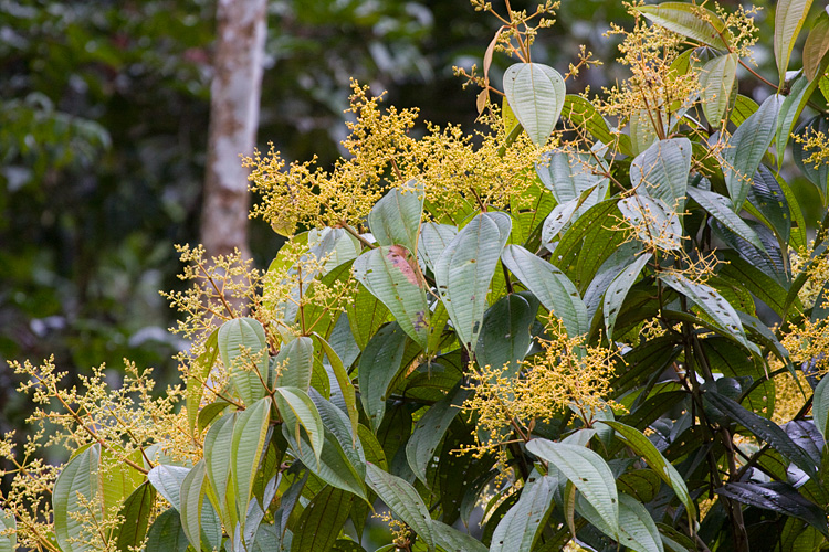 [Melastome with Yellow Flowers]