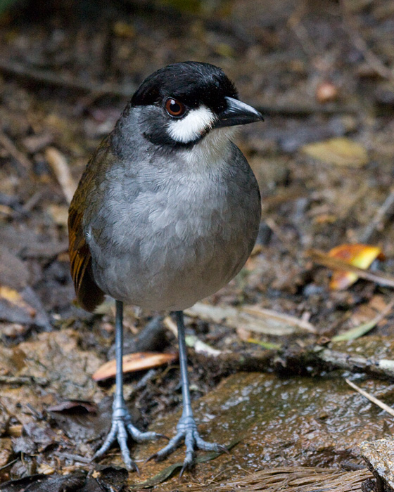 [Jocotoco Antpitta]