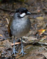 Jocotoco Antpitta