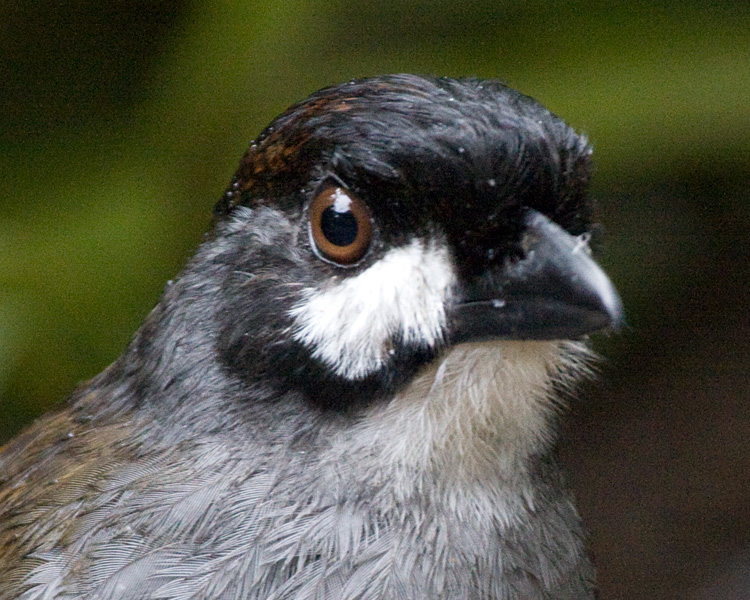 [Jocotoco Antpitta]