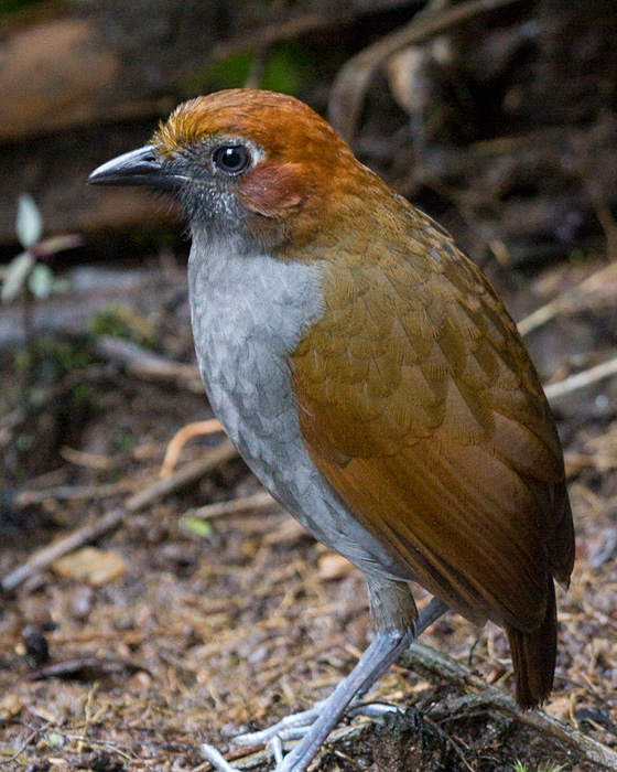 [Chestnut-naped Antpitta]