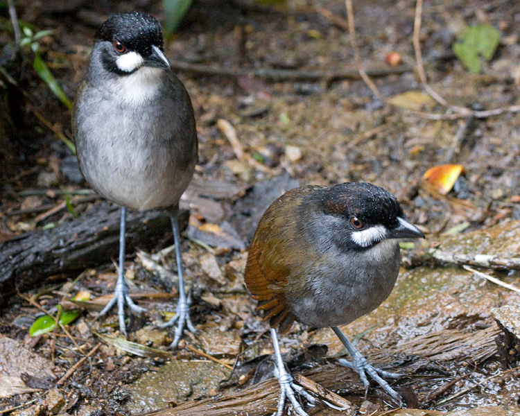 [Jocotoco Antpittas]