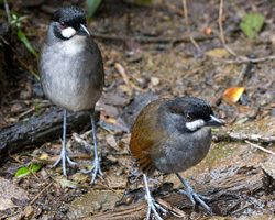 Jocotoco Antpittas