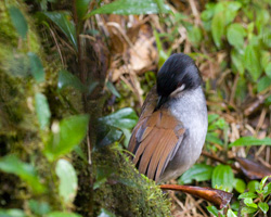 Jocotoco Antpitta Preening