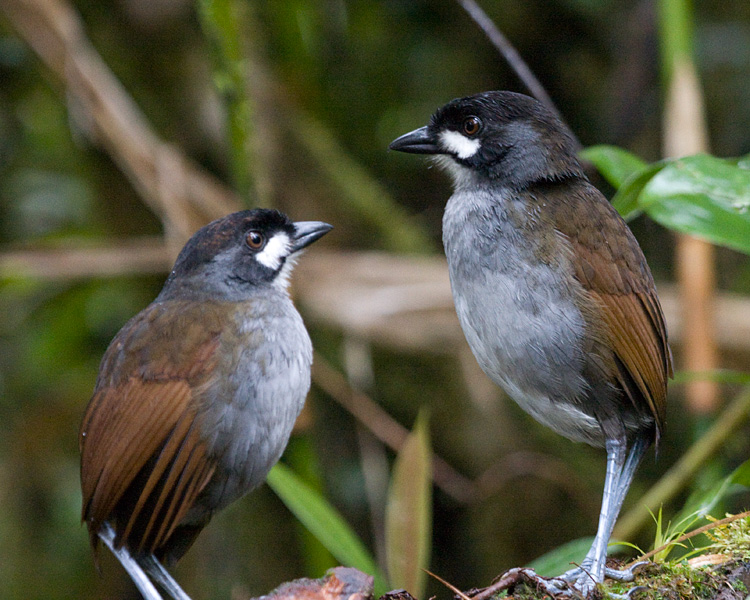 [Jocotoco Antpittas]